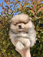 Lola, a female Pomeranian for sale in Antelope, CA – Photo 3 of 3