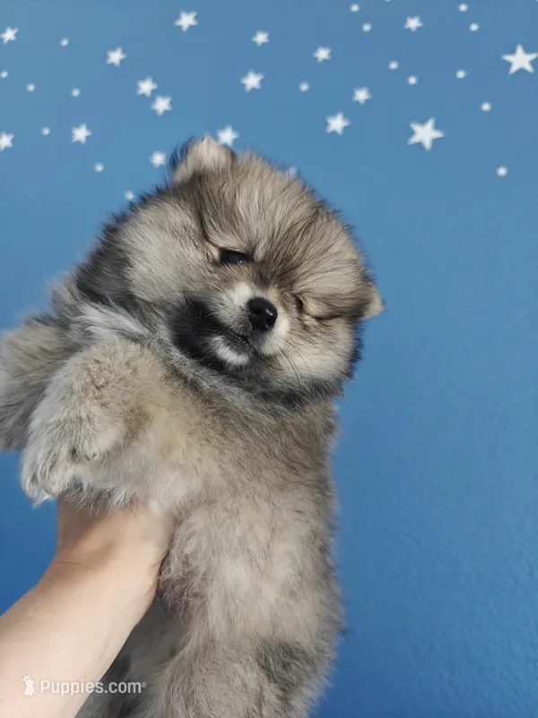 Muffin – Pomeranian puppy for sale in Roseville, CA
