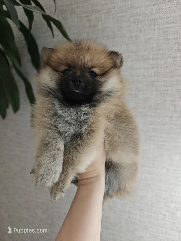 Nellie – Pomeranian puppy for sale in Roseville, CA