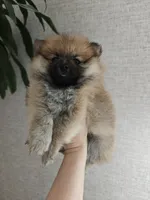 Nellie, a female Pomeranian for sale in Roseville, CA – 1 of 3