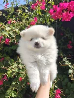 Sugar, a male Pomeranian for sale in Roseville, CA – 1 of 1