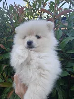 Minnie, a female Pomeranian for sale in Roseville, CA – 2 of 3