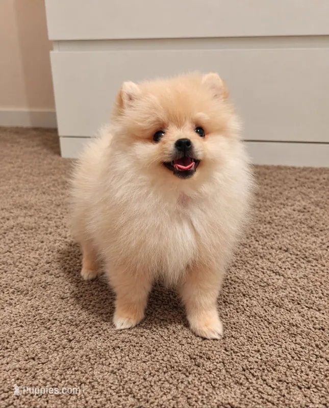 Tiny Nico – Pomeranian puppy for sale in Roseville, CA