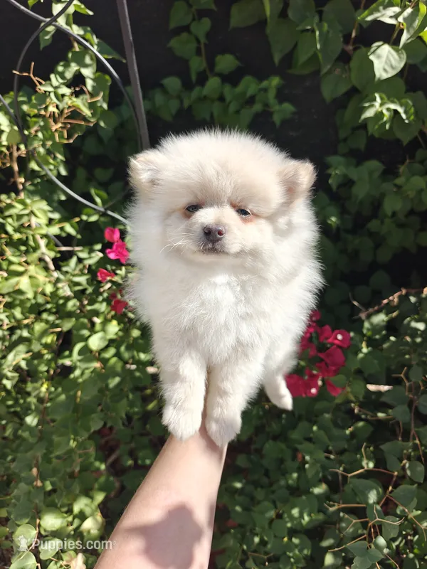 Neo – Pomeranian puppy for sale in Roseville, CA