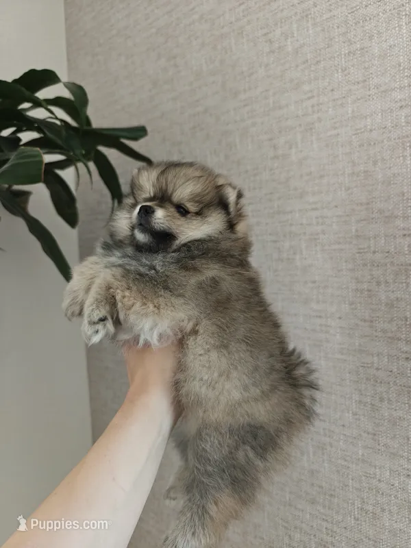 Muffin – Pomeranian puppy for sale in Roseville, CA