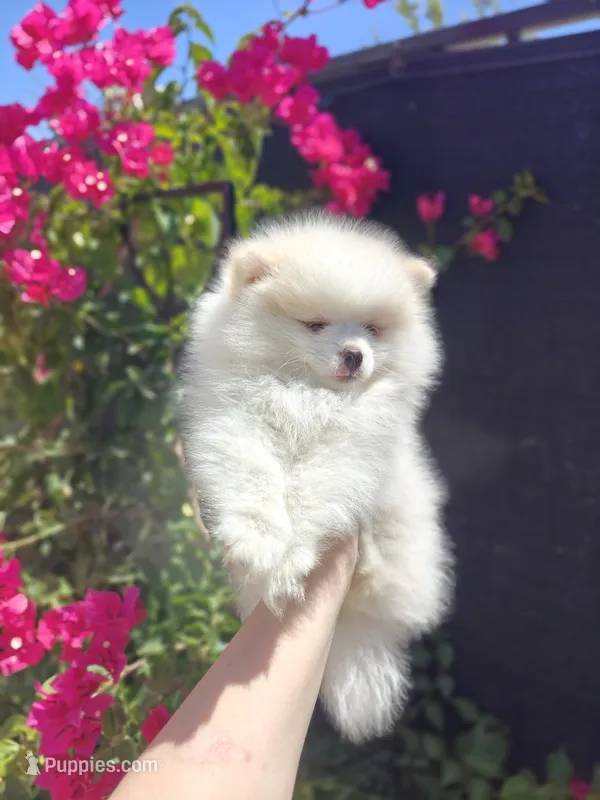Macy – Pomeranian puppy on hold in Roseville, CA
