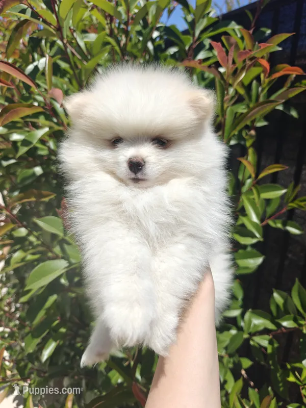 Macy – Pomeranian puppy for sale in Roseville, CA