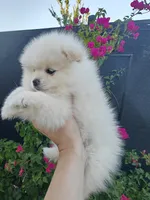 Misty, a female Pomeranian for sale in Roseville, CA – 3 of 3