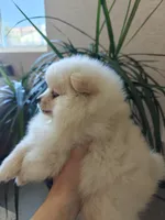 Millie, a female Pomeranian for sale in Roseville, CA – 4 of 4