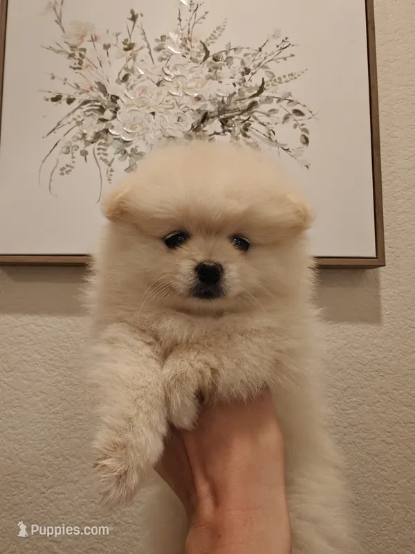 Misty – Pomeranian puppy for sale in Roseville, CA