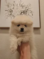 Misty, a female Pomeranian for sale in Roseville, CA – 1 of 3