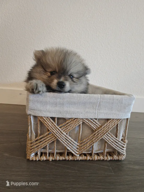 Muffin – Pomeranian puppy for sale in Roseville, CA