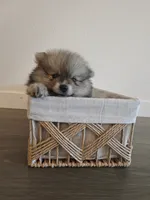 Muffin, a male Pomeranian for sale in Roseville, CA – 3 of 3