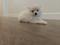 Minnie, a female Pomeranian for sale in Roseville, CA – 3 of 3