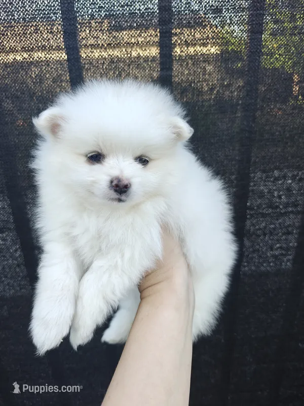 Mika – Pomeranian puppy for sale in Roseville, CA