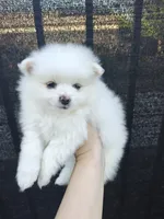 Mika, a male Pomeranian for sale in Roseville, CA – 1 of 3