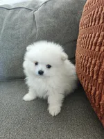 Leo, a male Pomeranian for sale in Antelope, CA – Photo 3 of 3