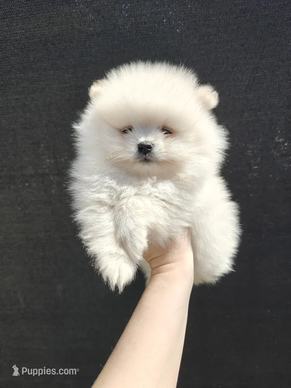 Leo – Pomeranian puppy for sale in Antelope, CA