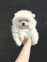 Leo, a male Pomeranian for sale in Antelope, CA – Photo 1 of 3