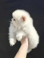 Leo, a male Pomeranian for sale in Antelope, CA – Photo 2 of 3