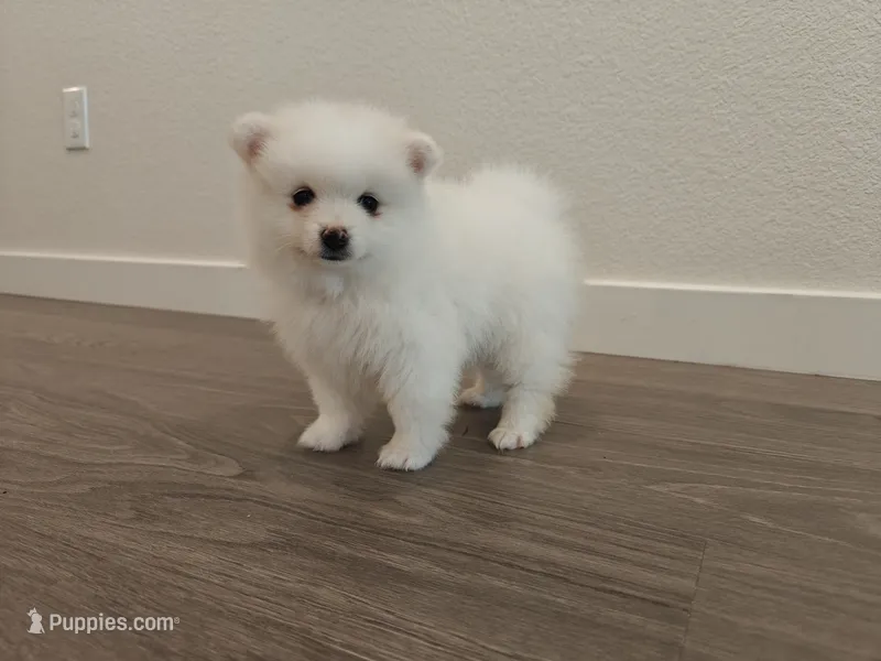 Milo  – Pomeranian puppy for sale in Roseville, CA