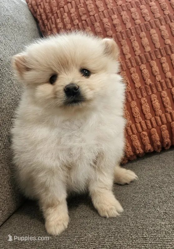Naya – Pomeranian puppy for sale in Roseville, CA