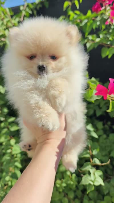 Tiny Nico, a male Pomeranian for sale in Roseville, CA – 4 of 4