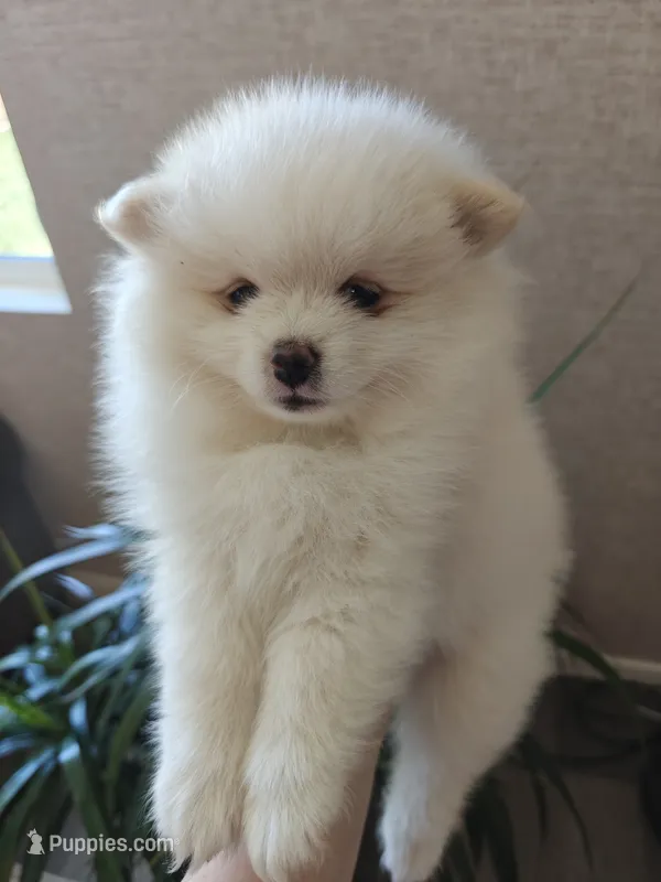 Macy – Pomeranian puppy for sale in Roseville, CA