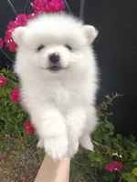 Milo , a male Pomeranian for sale in Roseville, CA – 3 of 3