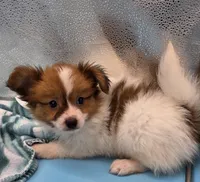 BUDDY, a male Papillon for sale in Pierce City, MO – 1 of 2