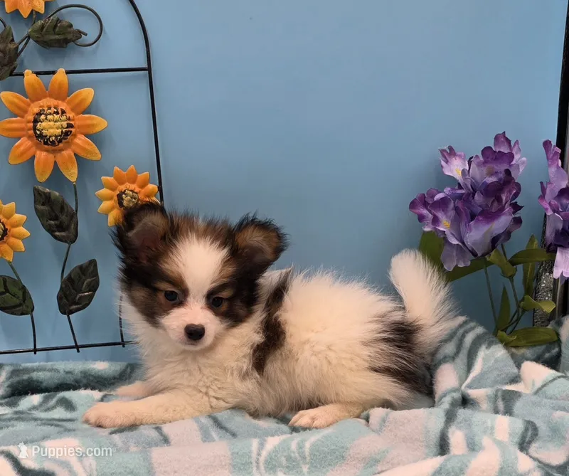 BEAU – Papillon puppy for sale in Pierce City, MO
