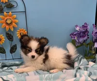 BEAU, a male Papillon for sale in Pierce City, MO – 1 of 3
