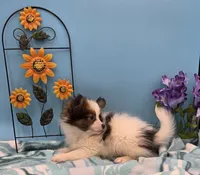 BEAU, a male Papillon for sale in Pierce City, MO – 2 of 3