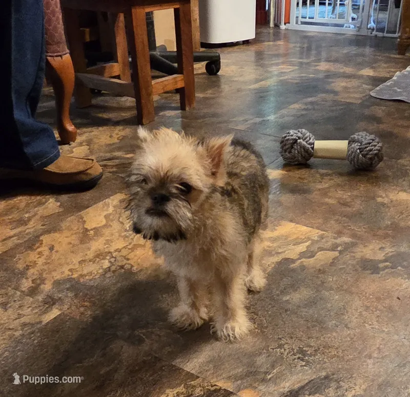 DANDY – Brussels Griffon puppy for sale in Pierce City, MO