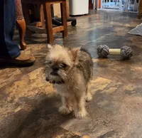 DANDY, a male Brussels Griffon for sale in Pierce City, MO – 1 of 2
