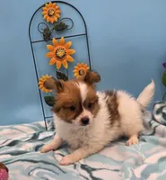 BUDDY, a male Papillon for sale in Pierce City, MO – 2 of 2