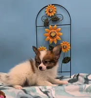 SPUNKY, a male Papillon for sale in Pierce City, MO – 3 of 3