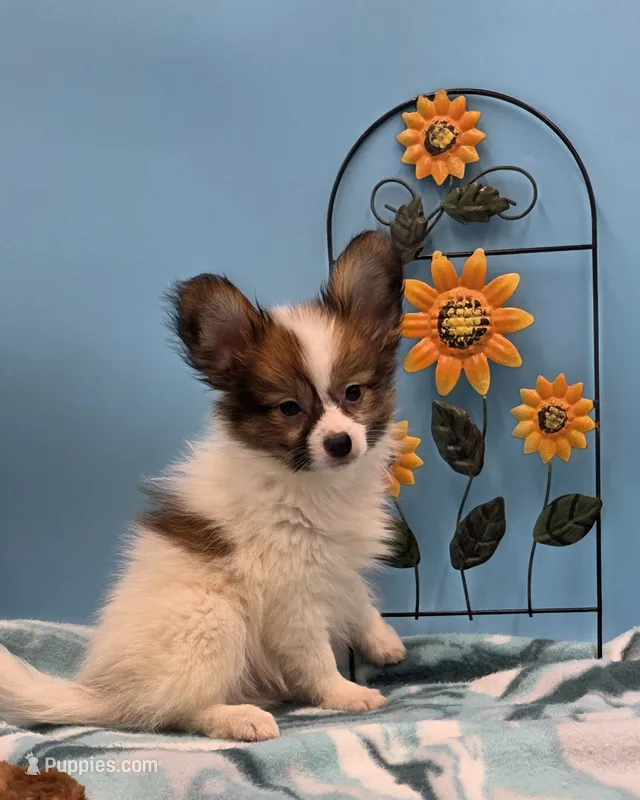 SPUNKY – Papillon puppy for sale in Pierce City, MO