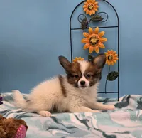 SPUNKY, a male Papillon for sale in Pierce City, MO – 2 of 3
