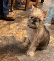 DANDY, a male Brussels Griffon for sale in Pierce City, MO – 2 of 2