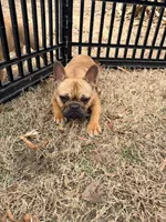 Dutches, a female French Bulldog for sale in Raleigh, NC – Photo 3 of 5