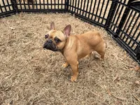 Dutches, a female French Bulldog for sale in Raleigh, NC – Photo 5 of 5