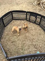 Dutches, a female French Bulldog for sale in Raleigh, NC – Photo 2 of 5