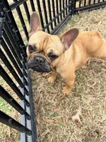 Dutches, a female French Bulldog for sale in Raleigh, NC – Photo 1 of 5
