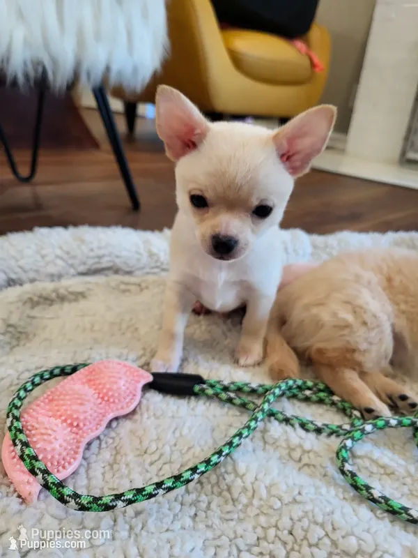 Snow – Chihuahua puppy for sale in La Porte, IN