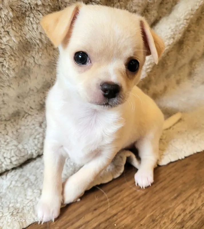 Fawn – Chihuahua puppy for sale in La Porte, IN