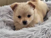 Teddy Bear, a male Chihuahua for sale in La Porte, IN – 2 of 3