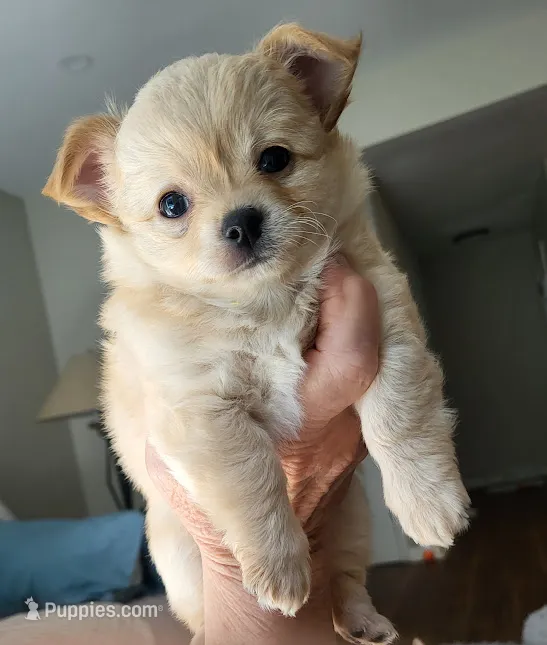 Teddy Bear – Chihuahua puppy for sale in La Porte, IN