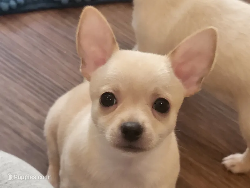 Tanner – Chihuahua puppy for sale in La Porte, IN