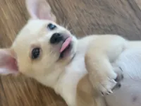 Tanner, a male Chihuahua for sale in La Porte, IN – 2 of 2